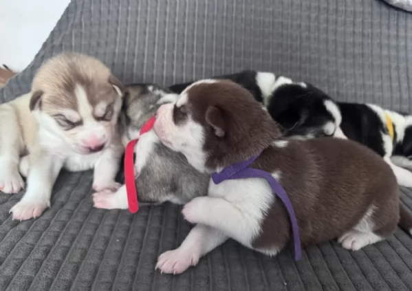 spettacolar cucciolo di husky per adozione | Foto 6