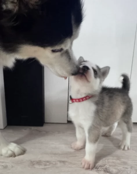 spettacolar cucciolo di husky per adozione