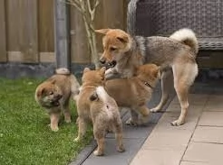 meraviglioso cuccioli di shiba Inu per adozione  | Foto 0