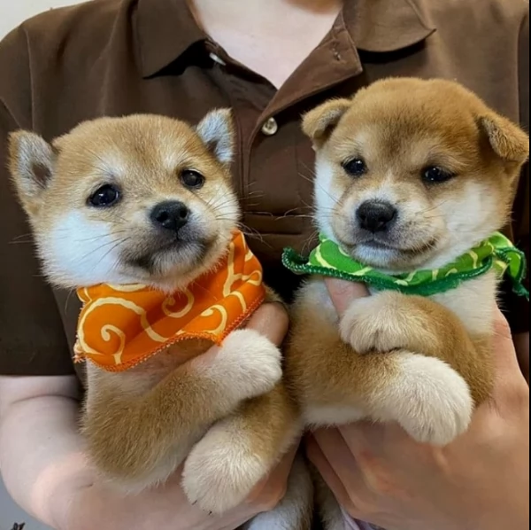 meraviglioso cuccioli di shiba Inu per adozione  | Foto 4