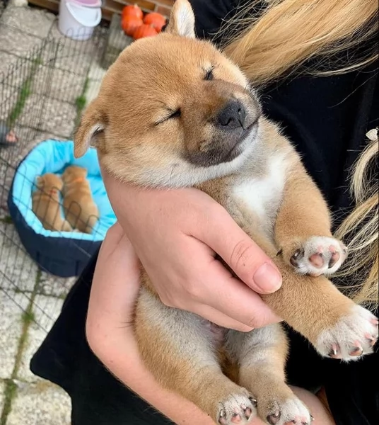 meraviglioso cuccioli di shiba Inu per adozione 