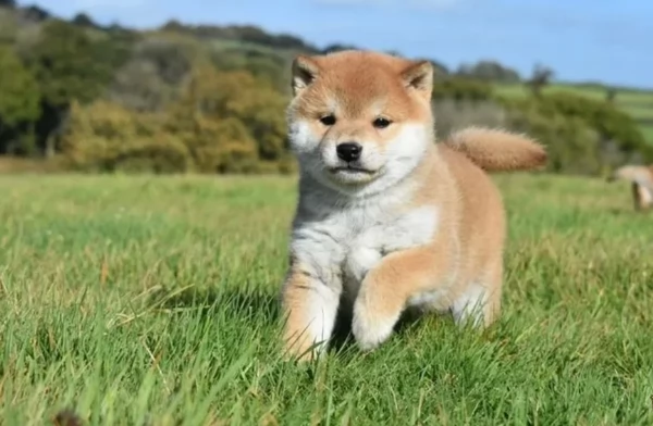 meraviglioso cuccioli di shiba Inu per adozione  | Foto 5