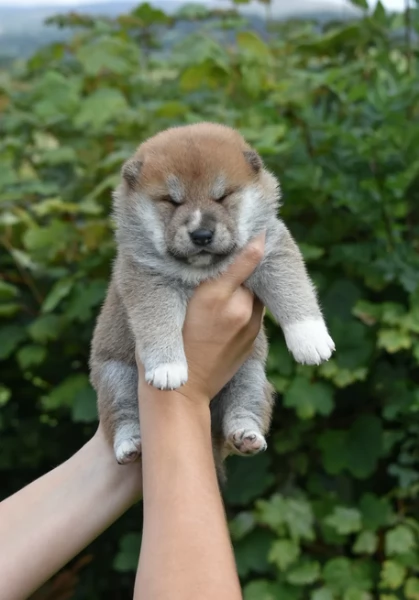 meraviglioso cuccioli di shiba Inu per adozione  | Foto 4