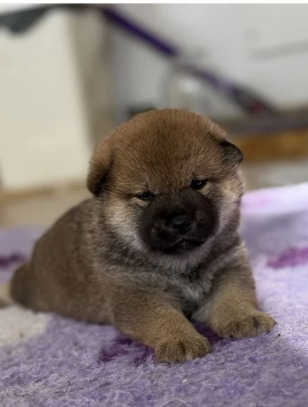 meraviglioso cuccioli di shiba Inu per adozione  | Foto 0