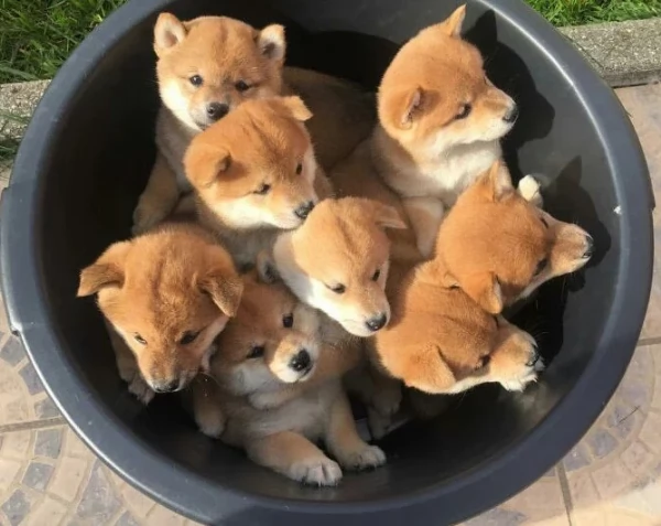 meraviglioso cuccioli di shiba Inu per adozione  | Foto 1