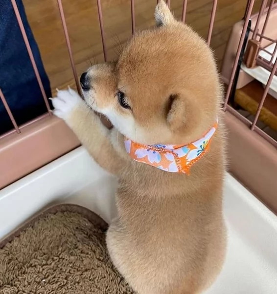 meraviglioso cuccioli di shiba Inu per adozione  | Foto 3