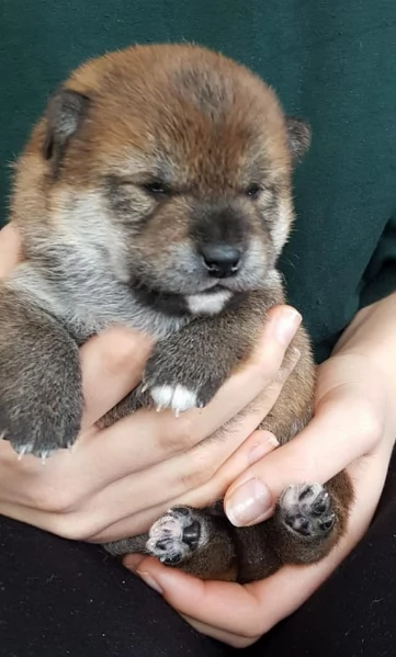 meraviglioso cuccioli di shiba Inu per adozione  | Foto 0
