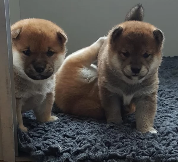 meraviglioso cuccioli di shiba Inu per adozione 