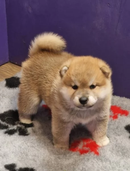 meraviglioso cuccioli di shiba Inu per adozione  | Foto 0