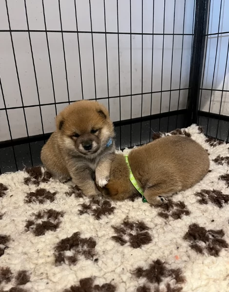 meraviglioso cuccioli di shiba Inu per adozione  | Foto 6