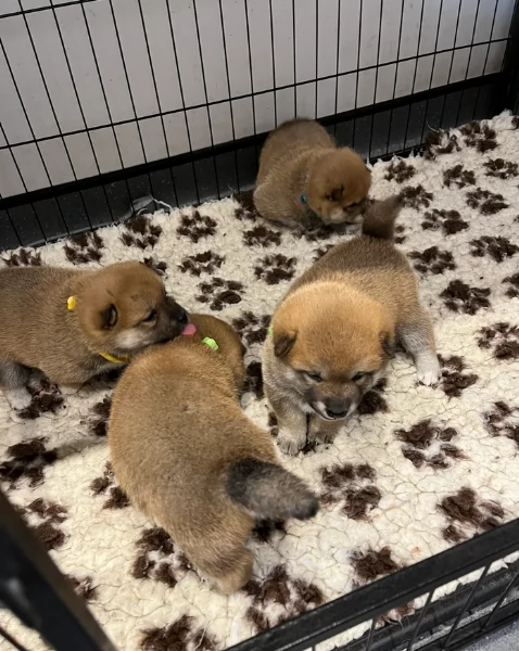 meraviglioso cuccioli di shiba Inu per adozione  | Foto 4