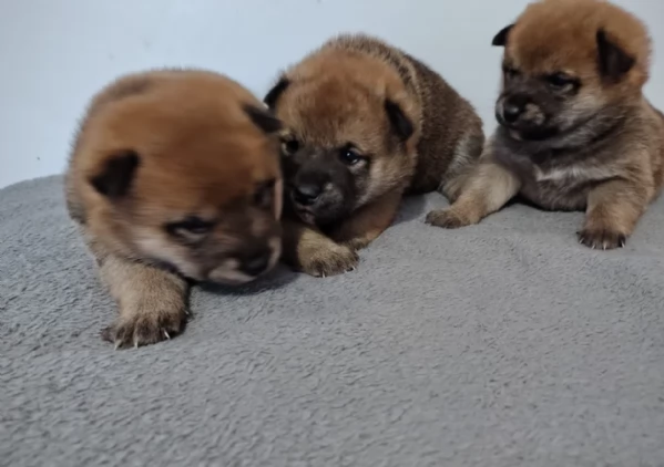 meraviglioso cuccioli di shiba Inu per adozione  | Foto 0