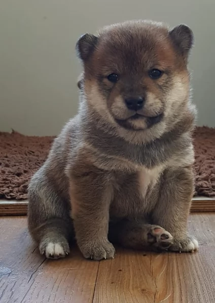 meraviglioso cuccioli di shiba Inu per adozione  | Foto 5