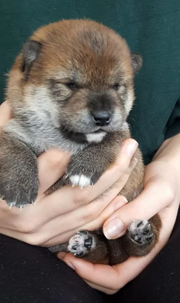 meraviglioso cuccioli di shiba Inu per adozione 