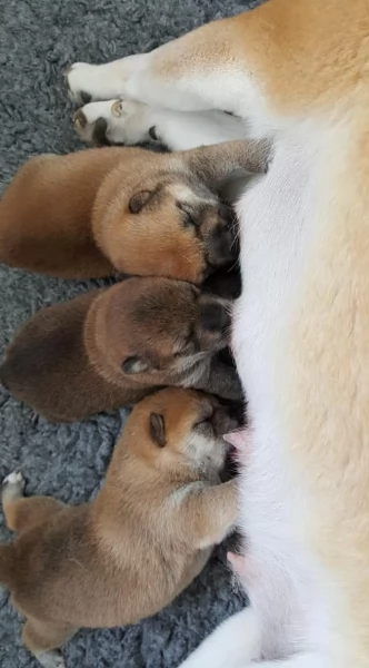 meraviglioso cuccioli di shiba Inu per adozione  | Foto 0