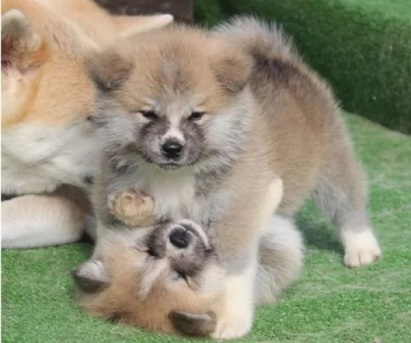 meraviglioso cuccioli di shiba Inu per adozione  | Foto 4