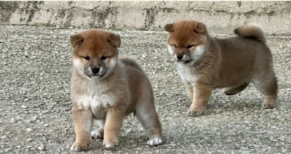 meraviglioso cuccioli di shiba Inu per adozione  | Foto 2