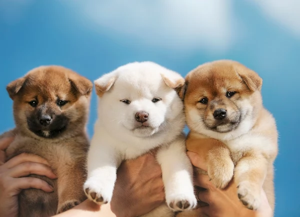 meraviglioso cuccioli di shiba Inu per adozione  | Foto 1
