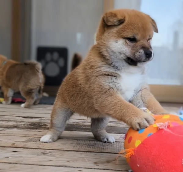 meraviglioso cuccioli di shiba Inu per adozione 