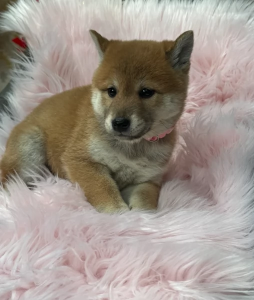 meraviglioso cuccioli di shiba Inu per adozione  | Foto 2