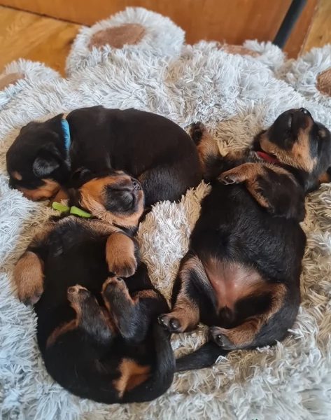 bellissimi e dolcissimi cuccioli rottweiler per l'adozione