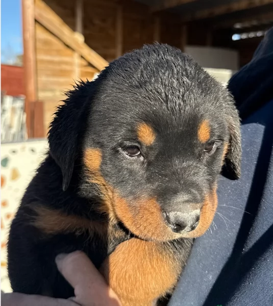 bellissimi e dolcissimi cuccioli rottweiler per ladozione | Foto 4
