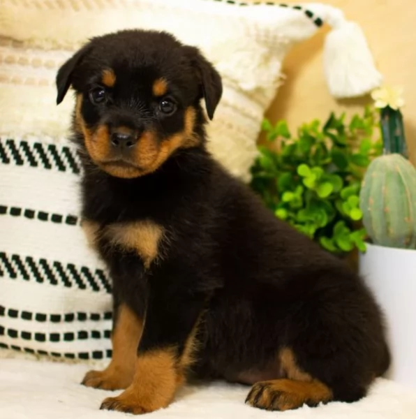 bellissimi e dolcissimi cuccioli rottweiler per ladozione | Foto 2