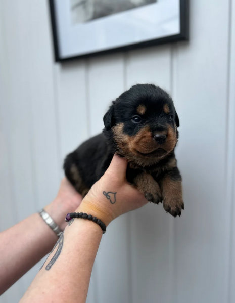 bellissimi e dolcissimi cuccioli rottweiler per ladozione | Foto 3