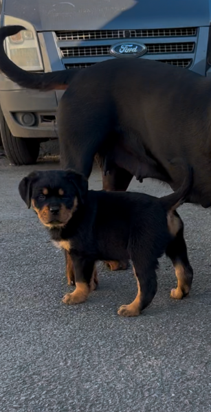 bellissimi e dolcissimi cuccioli rottweiler per ladozione | Foto 0