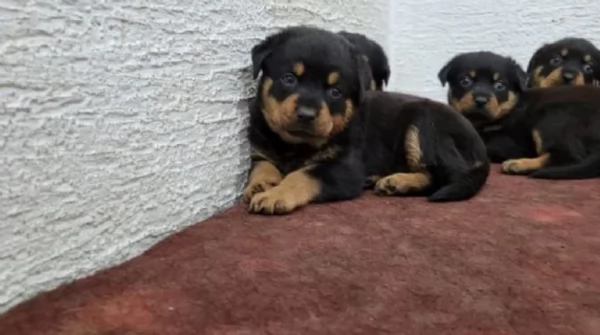 bellissimi e dolcissimi cuccioli rottweiler per ladozione | Foto 2