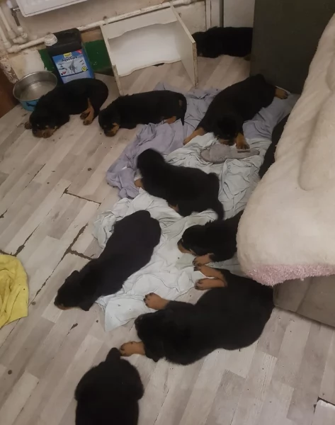 bellissimi e dolcissimi cuccioli rottweiler per ladozione | Foto 0