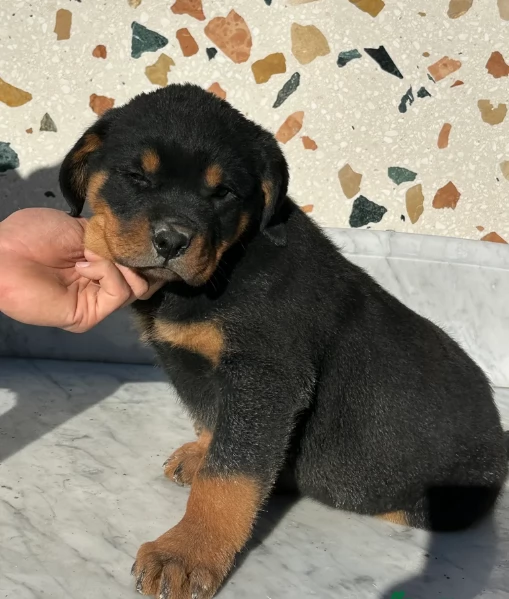bellissimi e dolcissimi cuccioli rottweiler per ladozione | Foto 1