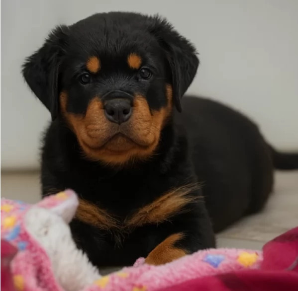 bellissimi e dolcissimi cuccioli rottweiler per ladozione | Foto 0