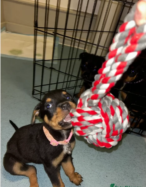 bellissimi e dolcissimi cuccioli rottweiler per ladozione | Foto 6