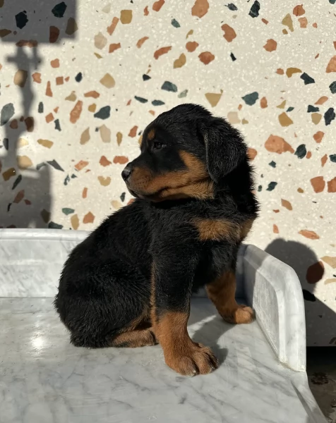 bellissimi e dolcissimi cuccioli rottweiler per ladozione | Foto 1