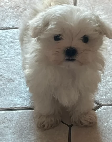 CUCCIOLI DI Maltese ALLEVATI CON AMORE per adozione | Foto 5
