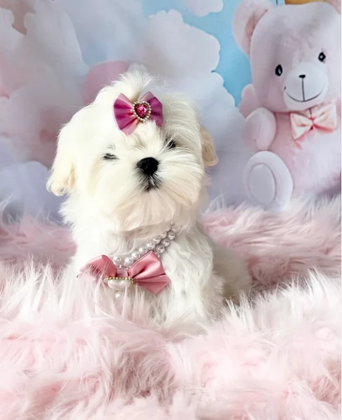 CUCCIOLI DI Maltese ALLEVATI CON AMORE per adozione | Foto 4