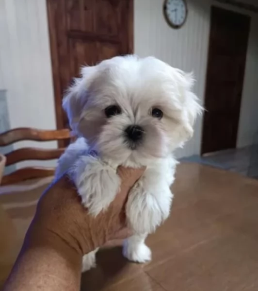 CUCCIOLI DI Maltese ALLEVATI CON AMORE per adozione | Foto 4