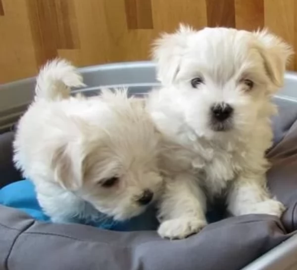 CUCCIOLI DI Maltese ALLEVATI CON AMORE per adozione | Foto 4