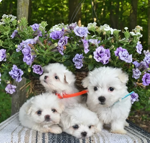 CUCCIOLI DI Maltese ALLEVATI CON AMORE per adozione | Foto 3