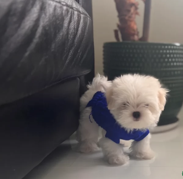 CUCCIOLI DI Maltese ALLEVATI CON AMORE per adozione | Foto 4