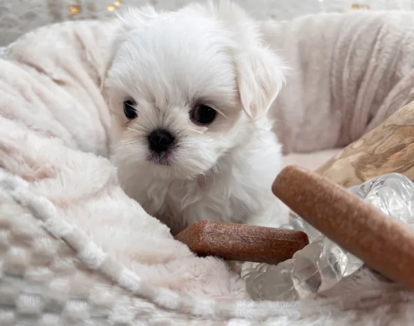 CUCCIOLI DI Maltese ALLEVATI CON AMORE per adozione