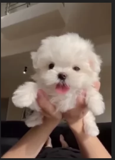 CUCCIOLI DI Maltese ALLEVATI CON AMORE per adozione | Foto 1