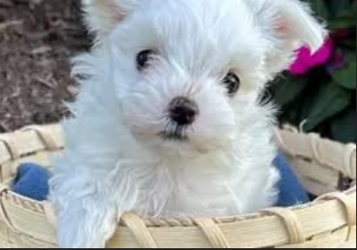 CUCCIOLI DI Maltese ALLEVATI CON AMORE per adozione | Foto 4