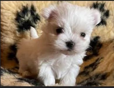 CUCCIOLI DI Maltese ALLEVATI CON AMORE per adozione