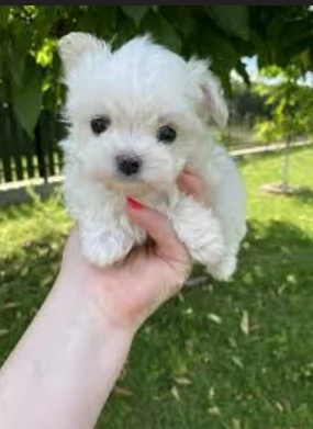 CUCCIOLI DI Maltese ALLEVATI CON AMORE per adozione | Foto 3