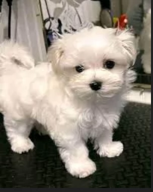 CUCCIOLI DI Maltese ALLEVATI CON AMORE per adozione | Foto 2