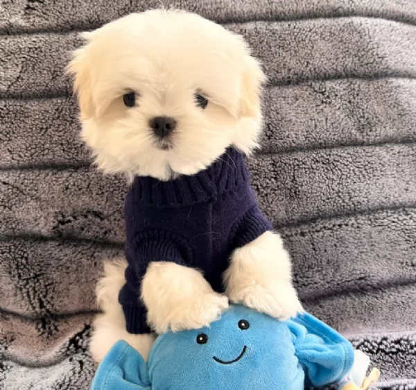 CUCCIOLI DI Maltese ALLEVATI CON AMORE per adozione | Foto 2