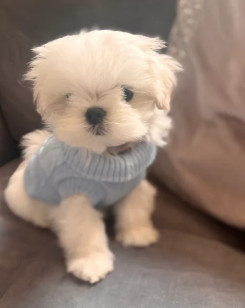 CUCCIOLI DI Maltese ALLEVATI CON AMORE per adozione | Foto 0