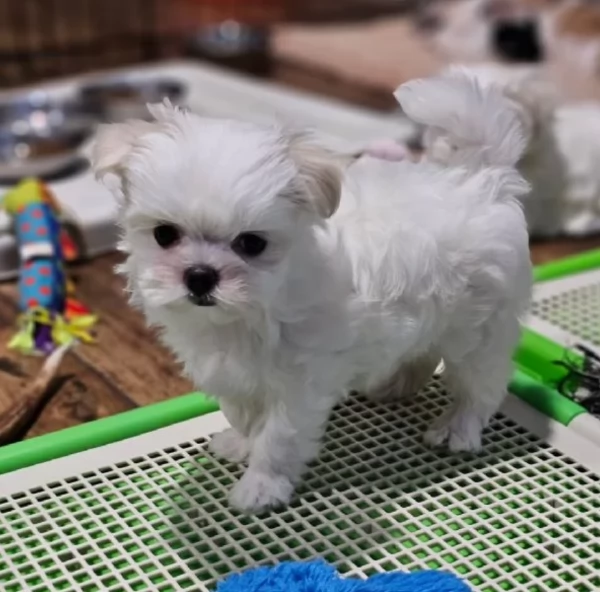 CUCCIOLI DI Maltese ALLEVATI CON AMORE per adozione | Foto 2